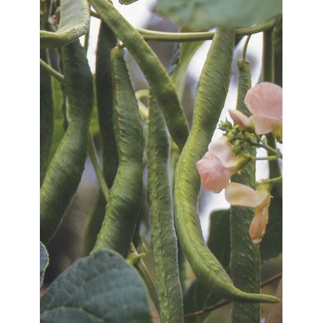 Haricot d'Espagne ramant Sunset - Haricot-fleur le sachet de 25 graines (35g)