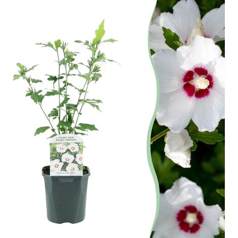 Hibiscus syriacus Red Heart Arbuste à Fleurs Blanches Cœur Rouge Pot 17cm Hauteur 45cm - PANGIVO (1/5)