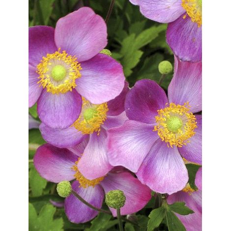 Anémone du Japon 'Pretty Lady Susan' Godet de 8/9 cm