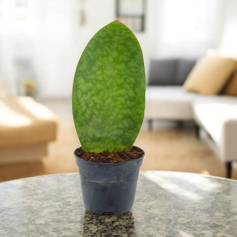 Gardenaria Sansevieria masoniana - Pianta da interno ornamentale - Altezza: 40 cm (vaso 10) (1/4)