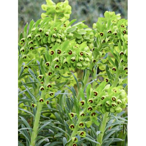 Euphorbe des vallons 'ssp. characias' Godet de 8/9 cm (1/2)