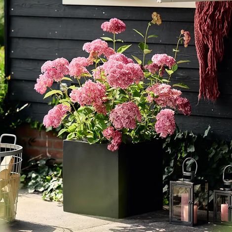 Hortensia de Virginie MAGICAL® Dark Pink 'Bokodapi', Hortensia arborescens/Pot de 4L - 40/60 cm