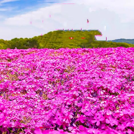 2000 graines de cerisier rose, graines de fleurs avec engrais, taux de germination élevé, facile à planter, vivace adaptée aux jardins et aux balcons (1/5)