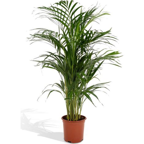 Palmier Areca Dypsis Lutescens Plante d’Intérieur Feuillage Tropical Pot 21 cm Hauteur 110 cm - PANGIVO