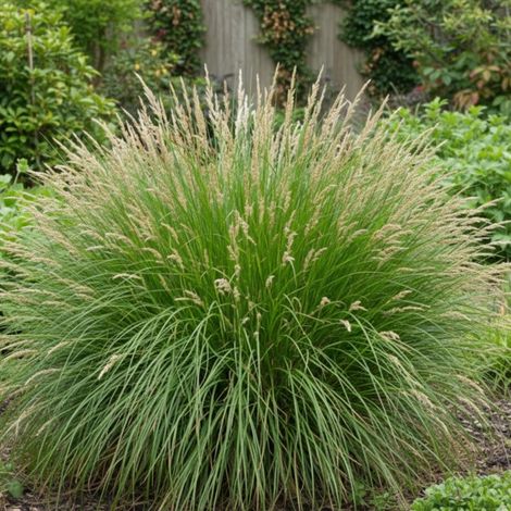 Laîche paniculée, Carex/Lot de 5 godets