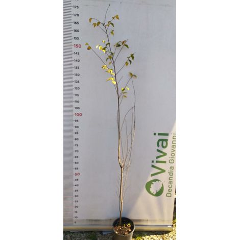 PIANTA DI ULMUS MINOR IN VASO 18 CM (foto reale) OLMO CAMPESTRE