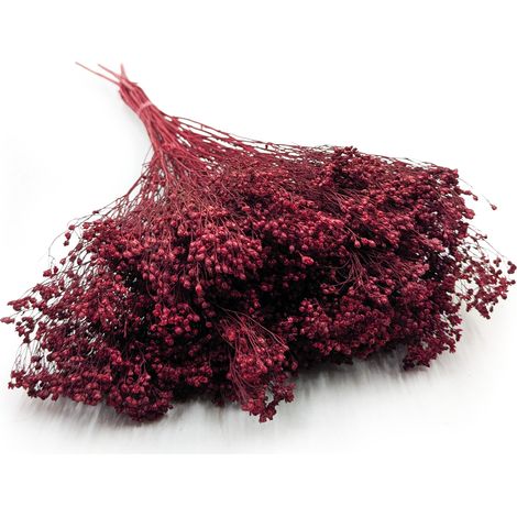 Fiore di ginestra essiccato - Ginestra - Borgogna