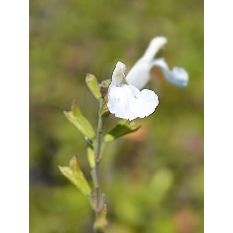 Sauge arbustive 'Gletsjer' Godet de 8/9 cm (1/2)