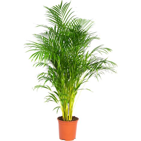 Bloomique - Dypsis Lutescens - Palmier Areca - Plantes d’intérieur - Dépolluante - Sans danger pour les animaux - Hauteur 130-150 cm - Pot 24 cm