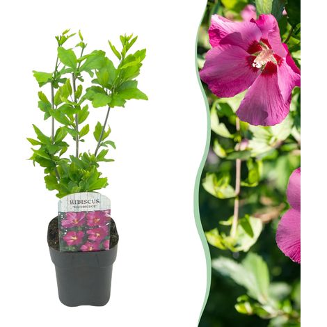Hibiscus syriacus Woodbridge Arbuste à Fleurs Roses Althéa Jardin Pot 17cm Hauteur 45cm - PANGIVO (1/5)