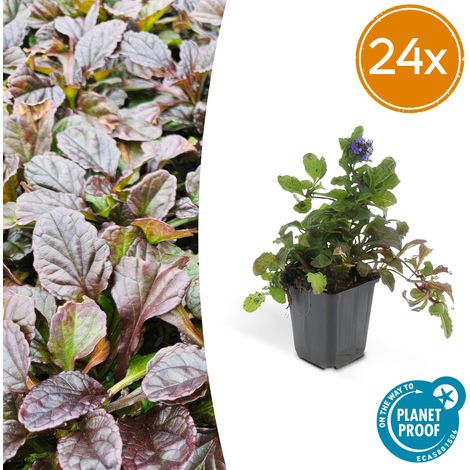 Lot de 24 Ajuga reptans - Bugle Rampante Couvre-sol - Fleurs Bleues - 10-25 cm - Pot Ø9 cm - PANGIVO (1/5)