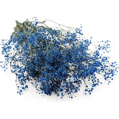 Stabilisiertes Schleierkraut – Pastellblau (1/5)