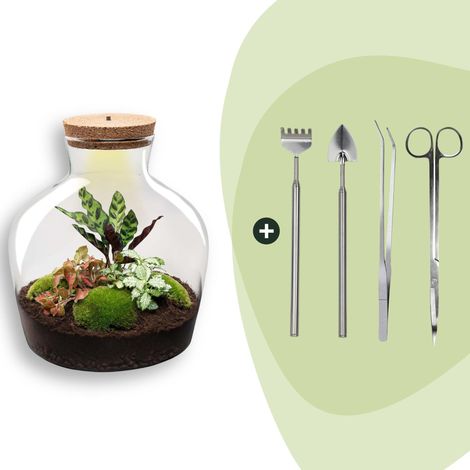 Terrarium Plante DIY avec Lumière Écosystème Autonome Ø 29 x 30 cm et Outils - PANGIVO (1/4)