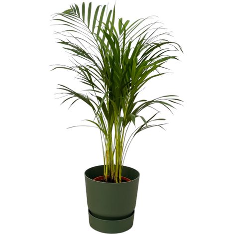 Palmier Areca Plante d'Intérieur Tropicale avec Pot Vert Hauteur 85 cm Ø 24 cm - PANGIVO