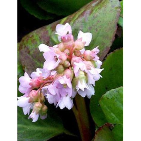 Bergénia 'Baby Doll' Godet de 8/9 cm