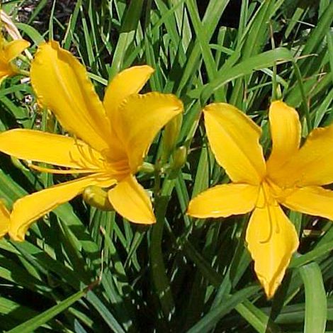 4 x Lis d'un jour - Hemerocallis citrina - godet 9x9 cm