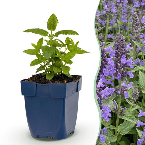 Nepeta nervosa Neptune Plante Vivace Mellifère Violette pour Jardin Lot de 12 Plantes - PANGIVO (1/5)