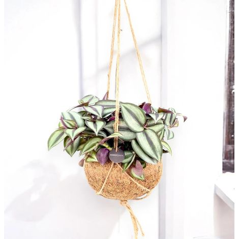 Gardenaria Tradescantia zebrina 'Purpusii' kokedama - Pianta da interno ornamentale - Altezza: 25 cm (vaso 15) (1/5)
