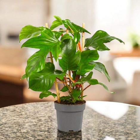 Gardenaria Philodendron squamiferum - Pianta da interno ornamentale - Altezza: 40 cm (vaso 14) (1/5)