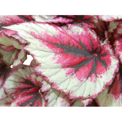 Gardenaria Begonia rex 'Evening glow' - Pianta da interno ornamentale - Altezza: 22 cm (vaso 12) (1/4)