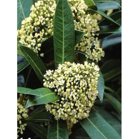 Skimmia du Japon 'Kew Green' Pot de 2L/3L (1/2)