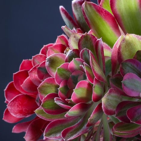 Aeonium in vaso da 13cm Colori Assortiti