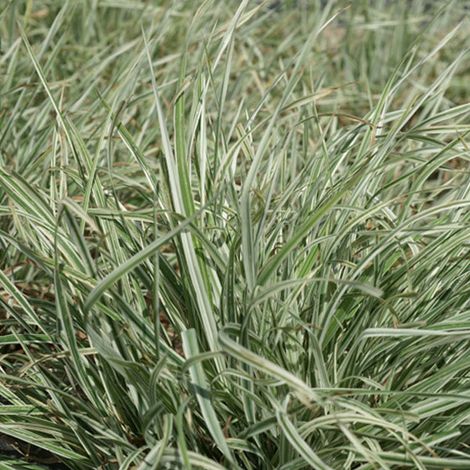 4 x Dactylis glomerata 'Variegata' - godet 9x9 cm (1/5)