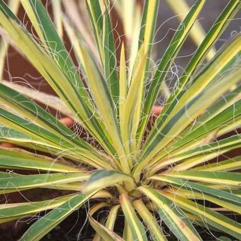 Yucca pleureur recurvifolia Golden Sword/Pot de 3L