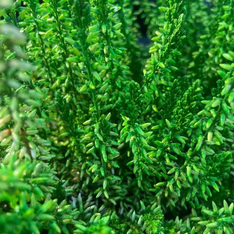 Bruyere Verte Calluna interieur Pot de 10 (1/3)