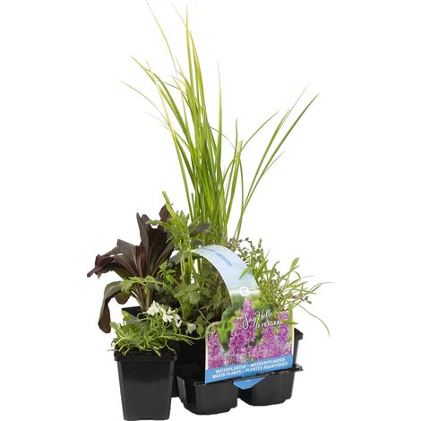 Bloomique - Lot de 6 - Plantes de bassin parfumées - Acorus - Géranium - Houttuynia - Menthe - Preslia - Zantedeschia - Zone de bassin 1-2 - 15-25 cm de haut - Pot 9 cm