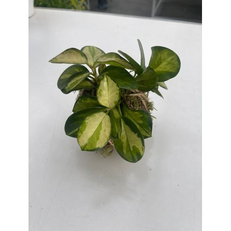 kokedama Hoya lisa