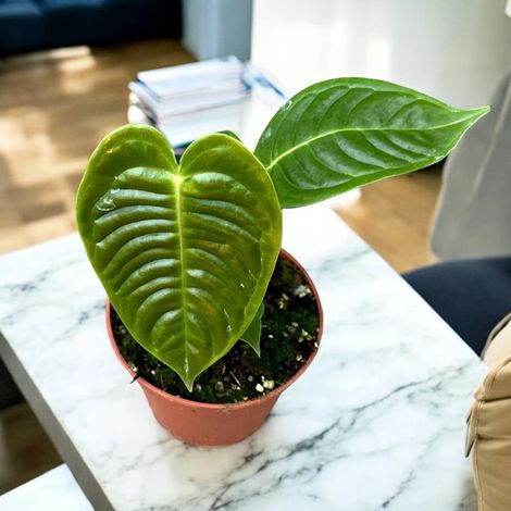 Gardenaria Anthurium veitchii - Pianta da interno ornamentale - Altezza: 30 cm (vaso 14) (1/5)