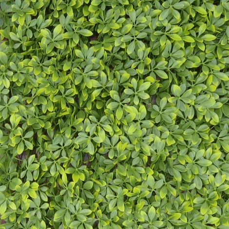TENAX Divy Trellis Pitosforo 100x200 cm Verde, Traliccio Estensibile con Foglie in Polietilene Tipo Pitosforo per Decorazione e Schermatura di Balconi, Giardini e Recinzioni (1/5)