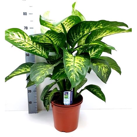 Planta Natural Dieffenbachia Tropic. Altura 80 Cm