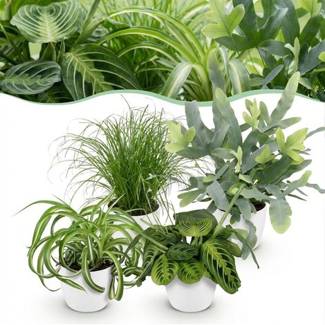 Mix de 4 Plantes d'Intérieur Pet Friendly avec Pots Blancs - Chlorophytum et Maranta - H 25 cm - PANGIVO (1/5)