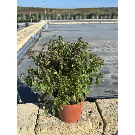 SPIRAEA JAPONICA DOUBLE PLAY RED TOUFFE 24