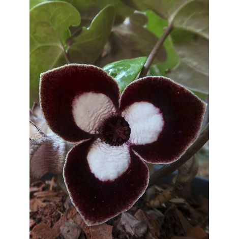 Asaret à tête de panda Godet de 8/9 cm (1/2)