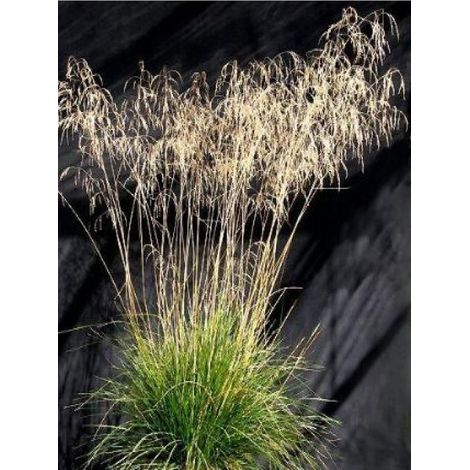 Canche cespiteuse 'Bronzeschleier' Godet de 8/9 cm