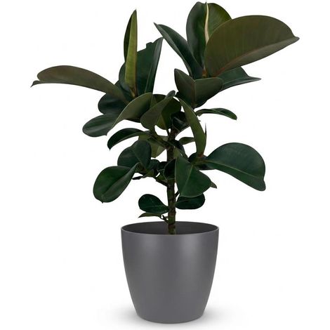 Plante Caoutchouc Ficus Elastica Cloe d'Intérieur avec Pot Gris 19 cm Hauteur 65 cm - PANGIVO (1/5)