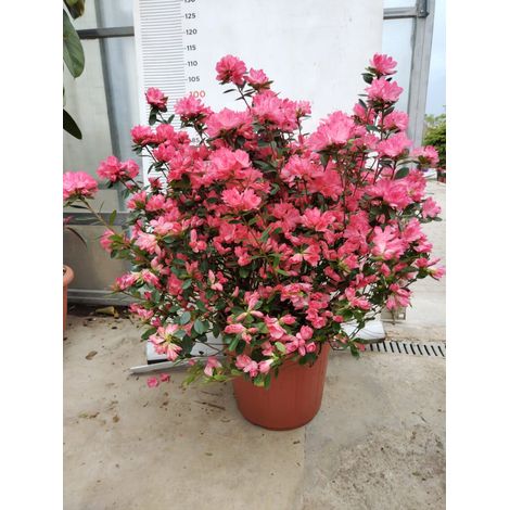 PIANTA DI RHODODENDRON AZALEA IN VASO cm 45 (foto reale) COLORI MIX