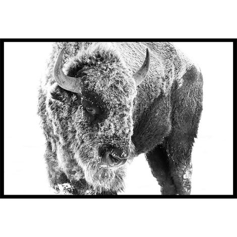 Affiche encadrée bison enneigé en noir et blanc (1/5)