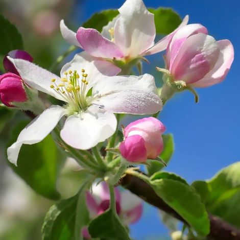 Pommier d'ornement Evereste® 'Perpetu', Malus/Pot de 7,5L - 60/80 cm (1/4)
