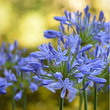 4 x Agapanthus africanus. 'Blue Giant' - godet 9x9 cm