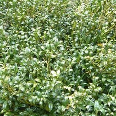 Sarcococca hookeriana - 20-25 cm pot (1/4)