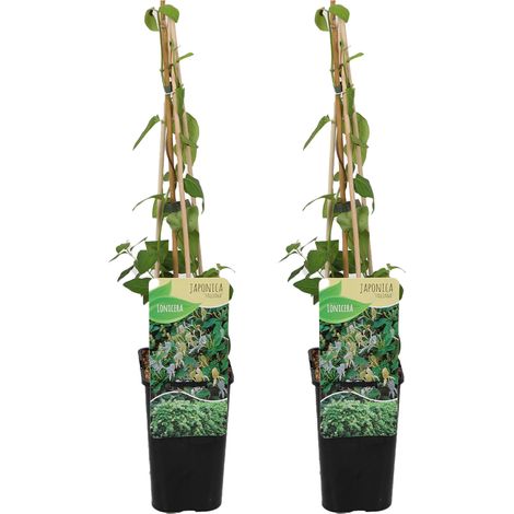 Bloomique - Lot de 2 - Lonicera Heckrottii Halliana - Chèvrefeuille du Japon - Blanc, Jaune - Plantes grimpantes - Plantes de jardin - Rustiques - Pot 15cm - 70-80cm de Haut (1/5)