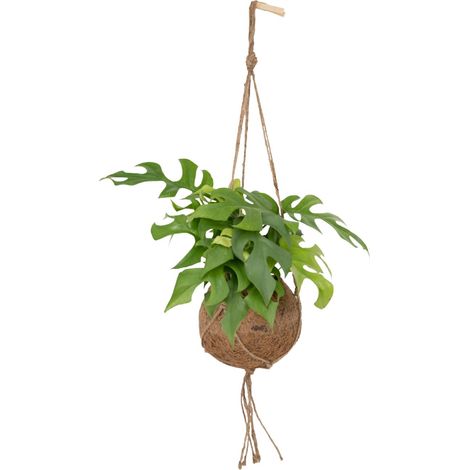 Monstera Minima - Plante à Trous Intérieure Décorative - Feuillage Tropical - Pot Ø 15 cm - 25 cm - PANGIVO (1/4)