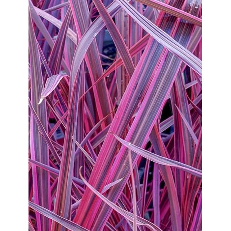 Cordyline 'Electric Pink ' Pot de 3L/4L (1/4)