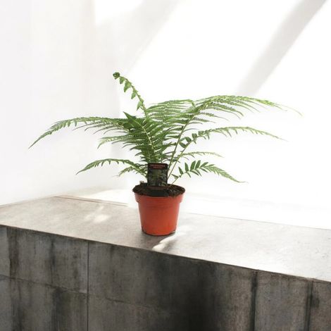 Gardenaria Dicksonia antarctica - Pianta da interno ornamentale - Altezza: 35 cm (vaso 17) (1/5)