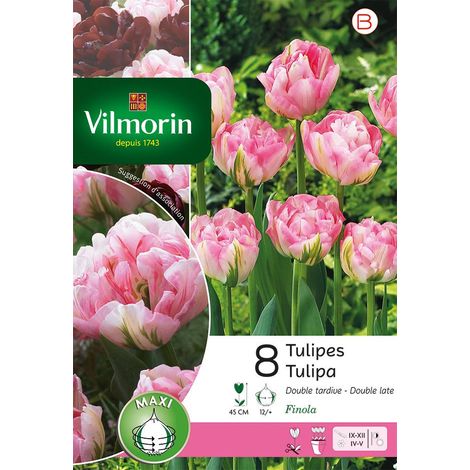 Vilmorin Tulipe Finola Double Tardive (x8) (1/3)