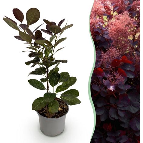Cotinus coggyria Royal Purple - Arbre à Perruque pour Jardin et Terrasse - Pot 12 cm Hauteur 35 cm - PANGIVO (1/5)